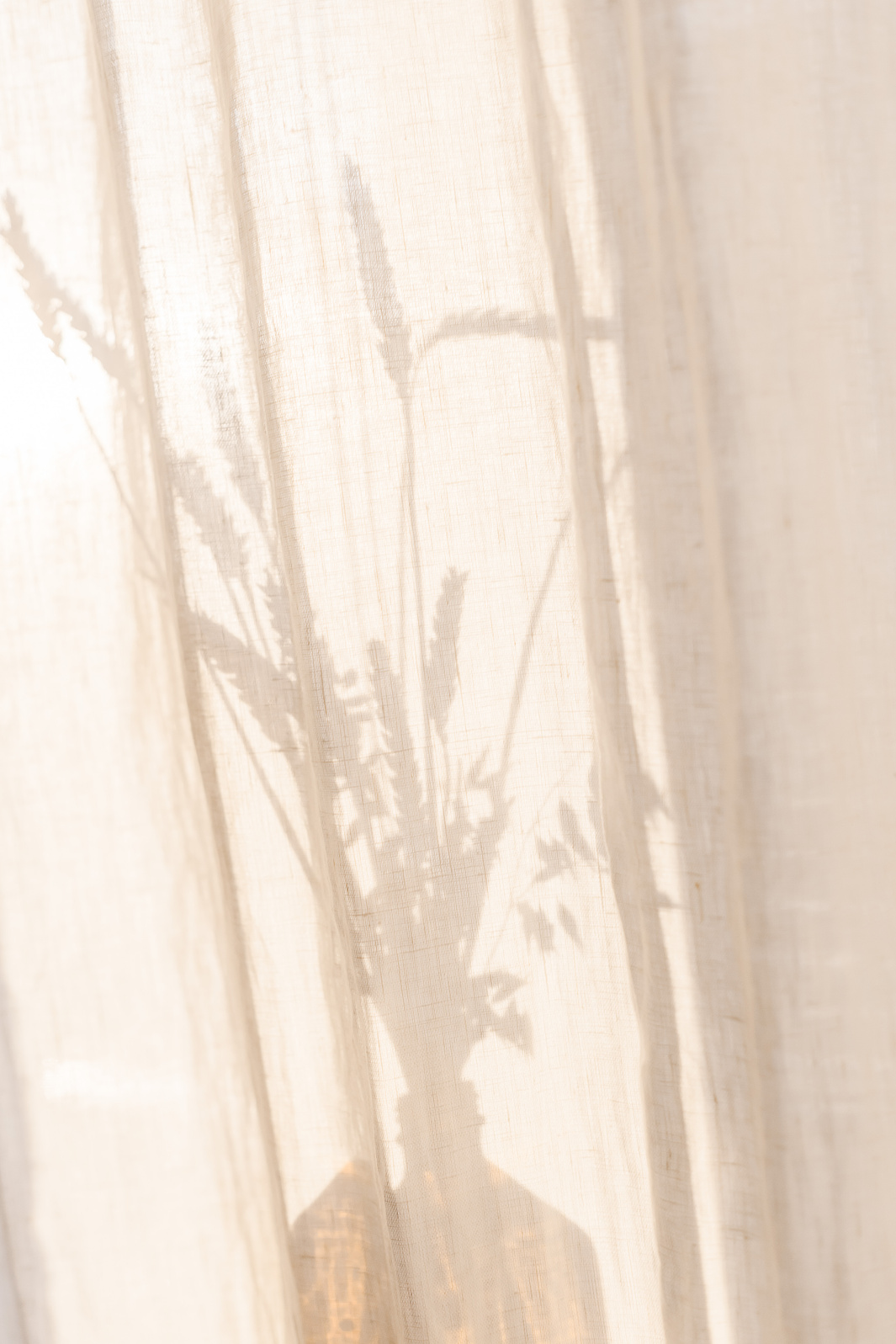 Shadows of Flowers on Curtain